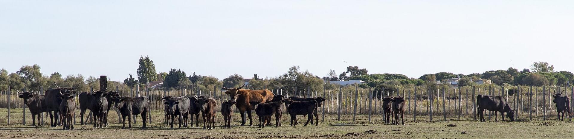 vue sur une manade en camargue-bouches du rhone